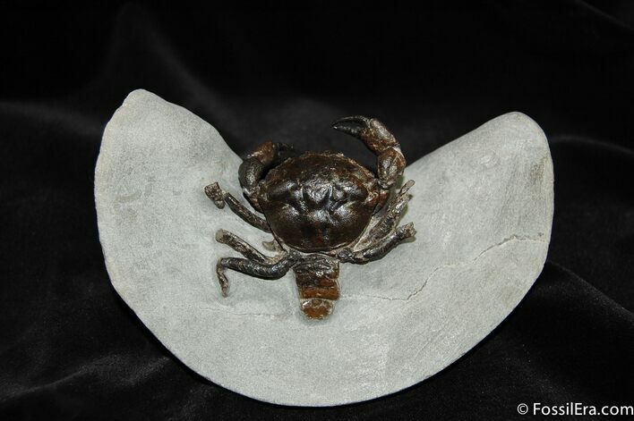 D Prepped Fossil Crab Pulalius From Washington #456